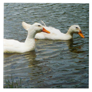 Azulejo De Cerámica Dos patos blancos