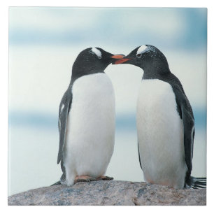 Azulejo De Cerámica Dos pingüinos que tocan los picos