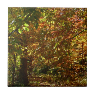 Azulejo De Cerámica Dosel de Hojas de Otoño II Fotografía de Otoño Ama