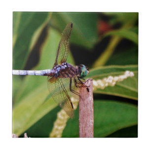 Azulejo De Cerámica Dragonfly con flores blancas