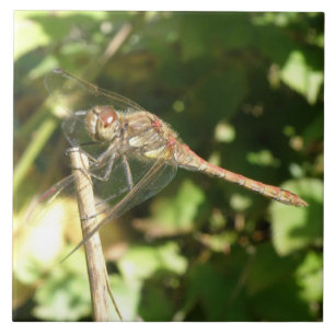 Azulejo De Cerámica Dragonfly on the Twig Tile