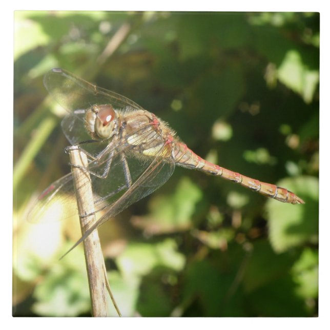 Azulejo De Cerámica Dragonfly on the Twig Tile (Frente)