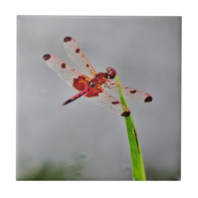 AZULEJO DE CERÁMICA DSC00029.JPG (Frente)