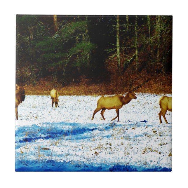 AZULEJO DE CERÁMICA DSC00131.JPG (Frente)