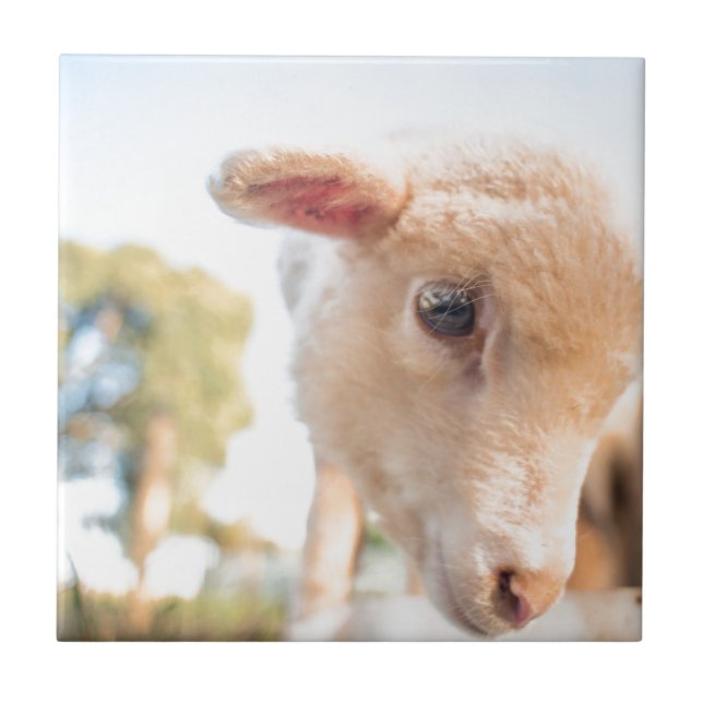 AZULEJO DE CERÁMICA _DSC2491 (Frente)