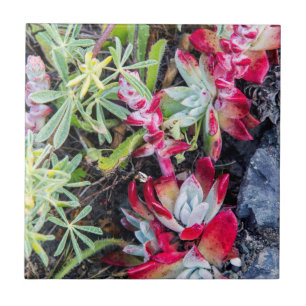Azulejo De Cerámica Dudleya costera en Point Reyes National Seashore