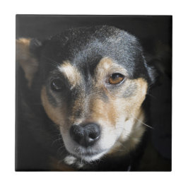 Azulejo De Cerámica Dulce perro posando para la cámara