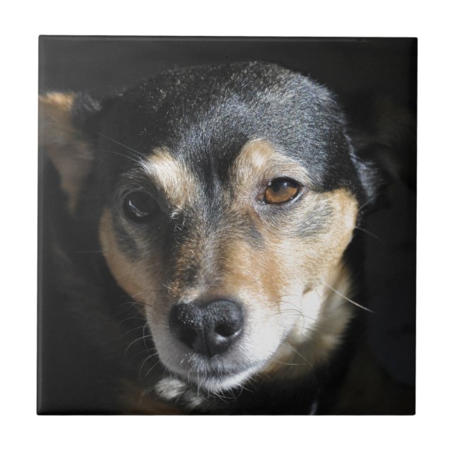 Azulejo De Cerámica Dulce perro posando para la cámara (Frente)