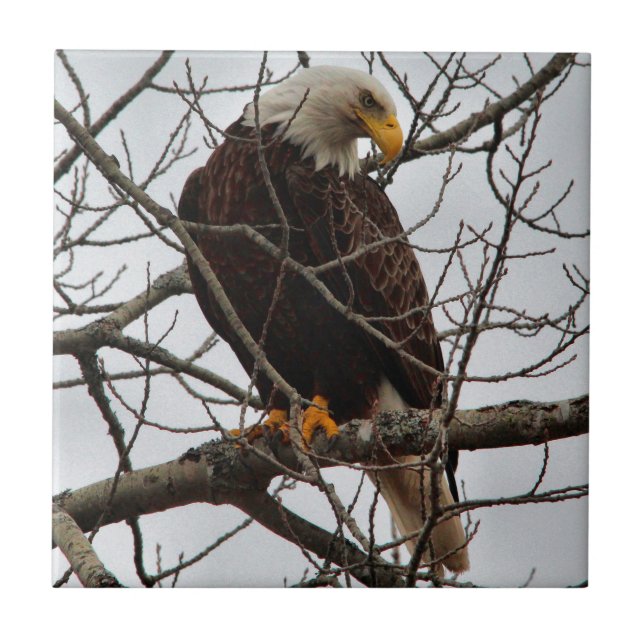 Azulejo De Cerámica Eagle calvo (Frente)