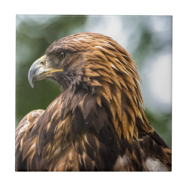 Azulejo De Cerámica Eagle de oro (chrysaetos) de Aquila - Utah (Frente)