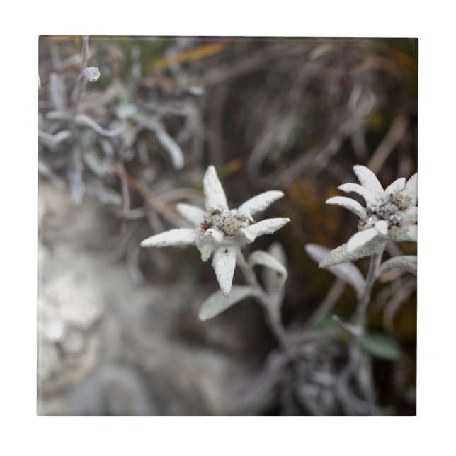 Azulejo De Cerámica Edelweiss alpino (Frente)