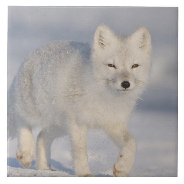 Azulejo De Cerámica EE.UU., Alaska, 1002 Llanura costera de la ANWR. U (Frente)