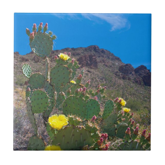 Azulejo De Cerámica EE.UU., Arizona. Cactus En Las Colinas (Frente)