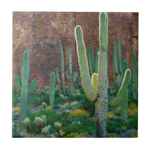Azulejo De Cerámica EE. UU., Arizona. Campo de cactus saguaro junto a 