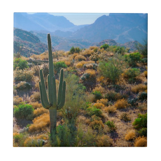 Azulejo De Cerámica EE.UU., Arizona. Vista del desierto (Frente)