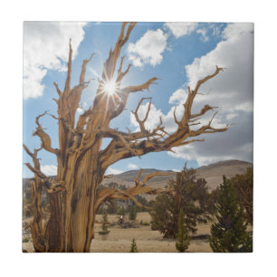Azulejo De Cerámica EE. UU., California, Bosque Nacional Inyo 6