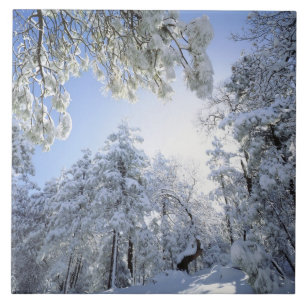 Azulejo De Cerámica EE.UU., California, Cleveland National Forest,
