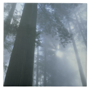 Azulejo De Cerámica EE.UU., California, Parque Nacional Redwood, Del