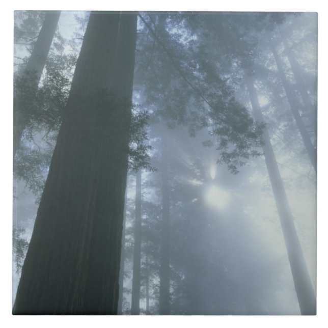 Azulejo De Cerámica EE.UU., California, Parque Nacional Redwood, Del (Frente)
