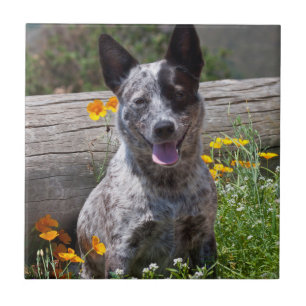 Azulejo De Cerámica EE.UU., California. Queensland Healer Sitting 2