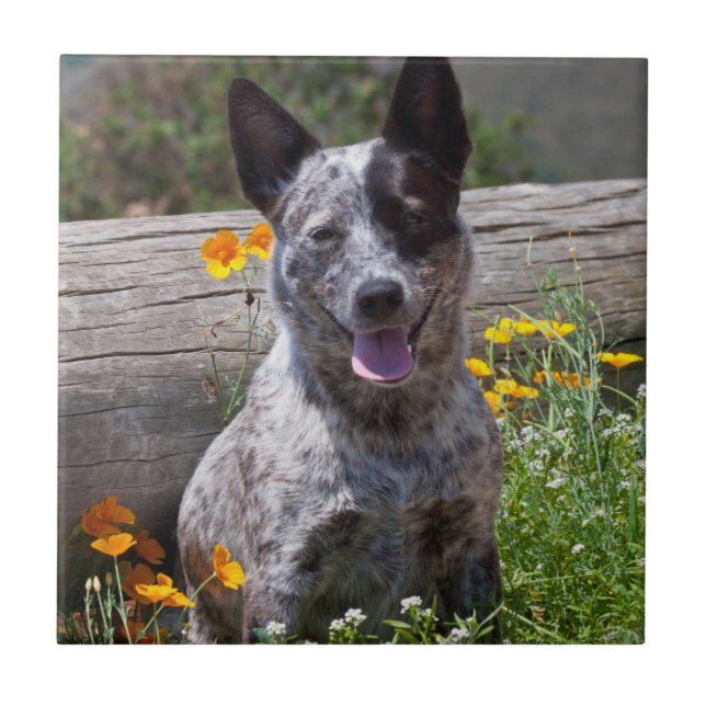 Azulejo De Cerámica EE.UU., California. Queensland Healer Sitting 2 (Frente)