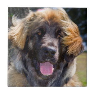 Azulejo De Cerámica EE. UU., California. Retrato de Leonberger sentado