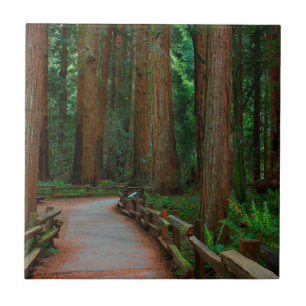 Azulejo De Cerámica EE. UU., California. Sendero entre secuoyas en Mui