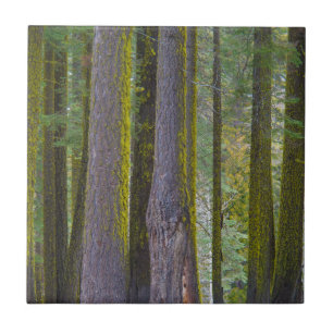 Azulejo De Cerámica EE.UU., California. Troncos de árbol cubiertos po