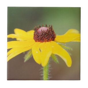 Azulejo De Cerámica EE. UU., Colorado, Boulder. Girasol primer plano
