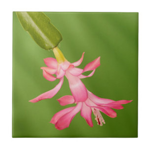 Azulejo De Cerámica EE. UU., Colorado, Lafayette. Cactus de Navidad