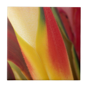 Azulejo De Cerámica EE. UU., Colorado, Lafayette, heliconia primer pla