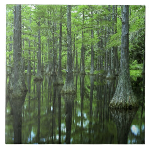 Azulejo De Cerámica EE. UU., Florida, Bosque Nacional Apalachicola, Ca