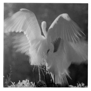 Azulejo De Cerámica EE. UU., Florida, Garza Real (Ardea alba) infrarro