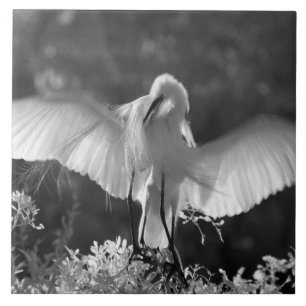 Azulejo De Cerámica EE. UU., Florida, Gran Garza (Ardea alba) infrarro
