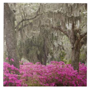 Azulejo De Cerámica EE. UU., Georgia, Savannah, Primavera en Historic