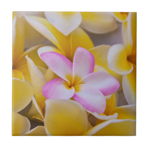Azulejo De Cerámica EE. UU., Hawái, Oahu, Flores de plumeria en flor 1