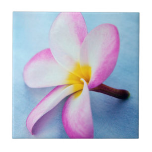 Azulejo De Cerámica EE. UU., Hawái, Oahu, Flores de plumeria en flor 2