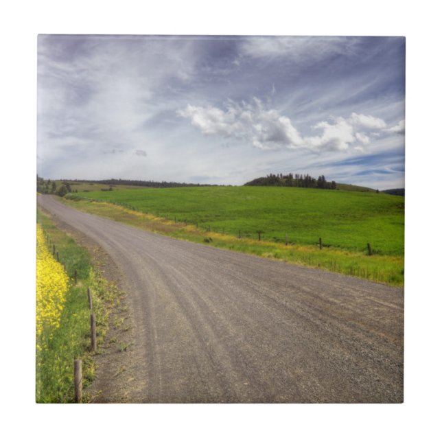 Azulejo De Cerámica EE.UU., Idaho, condado de Idaho, Canola Field (Frente)