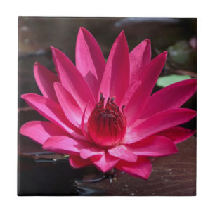 Azulejo De Cerámica EE.UU., Kansas, Lilly de agua roja brillante