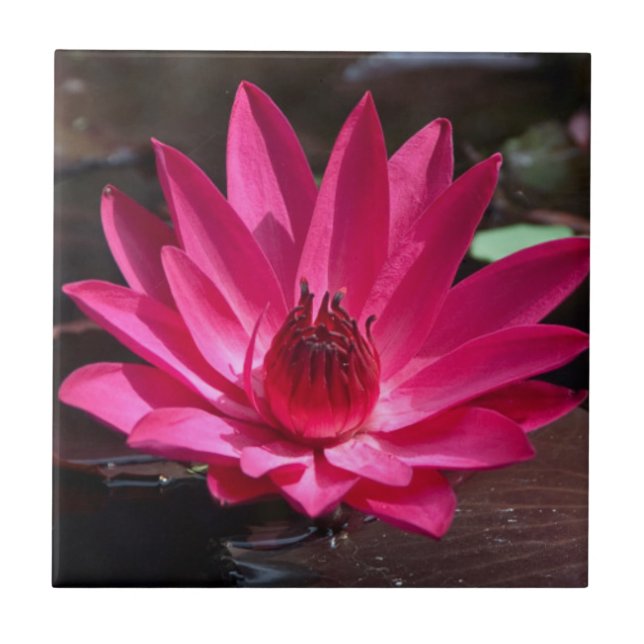 Azulejo De Cerámica EE.UU., Kansas, Lilly de agua roja brillante (Frente)