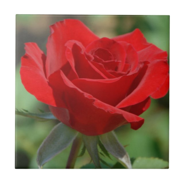 Azulejo De Cerámica EE. UU., Kansas, Rosa Roja (Frente)