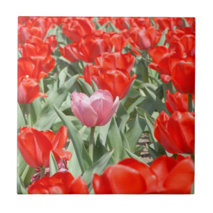 Azulejo De Cerámica EE. UU., Kansas, Tulipanes rojos con un tulipán ro