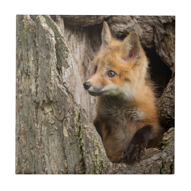 Azulejo De Cerámica EE.UU., Minnesota, Sandstone, Minnesota Wildlife 1 (Frente)
