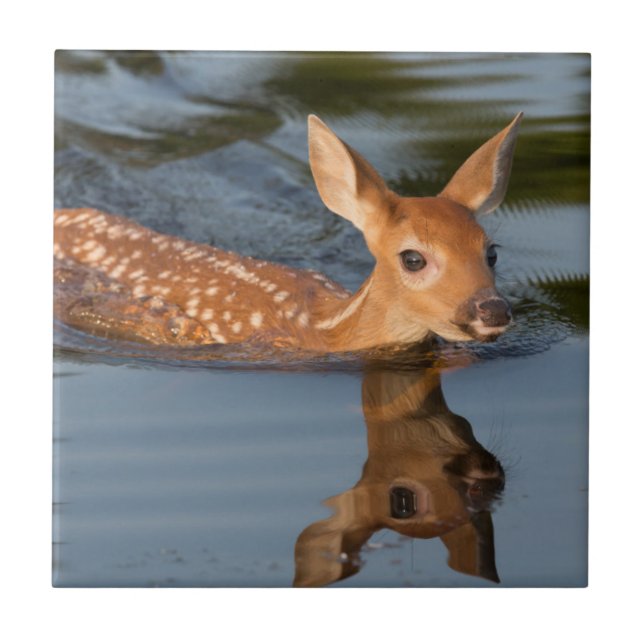 Azulejo De Cerámica EE.UU., Minnesota, Sandstone, Vida silvestre de Mi (Frente)
