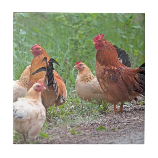 Azulejo De Cerámica EE. UU., Nebraska. Gallinas (Frente)