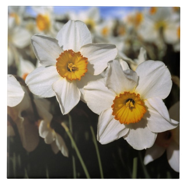 Azulejo De Cerámica EE. UU., Oregón, Valle de Willamette. Narcisos (Frente)