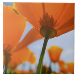 Azulejo De Cerámica EE.UU., Oregón, Valle Willamette, cerca de 2