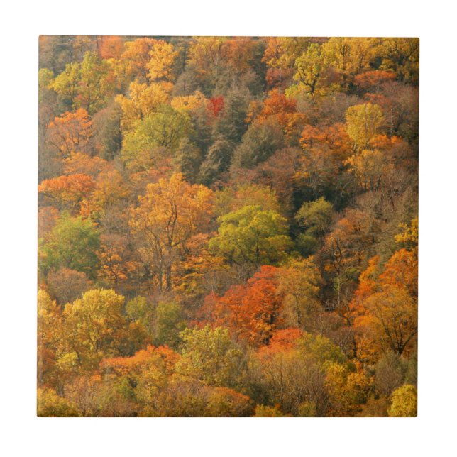 Azulejo De Cerámica EE. UU., Tennessee. Follaje de otoño 2 (Frente)