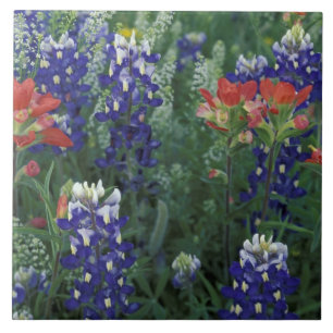 Azulejo De Cerámica EE. UU., Texas Hill Country. Bluebonnets y