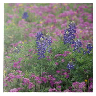 Azulejo De Cerámica EE. UU., Texas Hill Country. Lupinos entre phlox